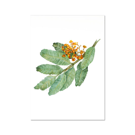 Native Tamarind - Diplogiottis Fine Art Print