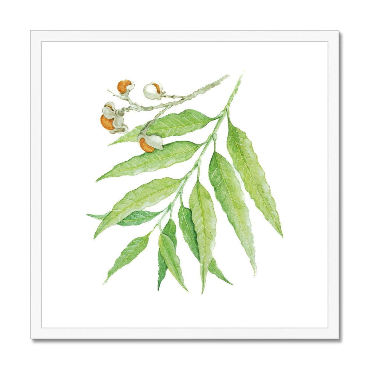 Corduroy Tamarind - Arytera Lautereriana Framed & Mounted Print