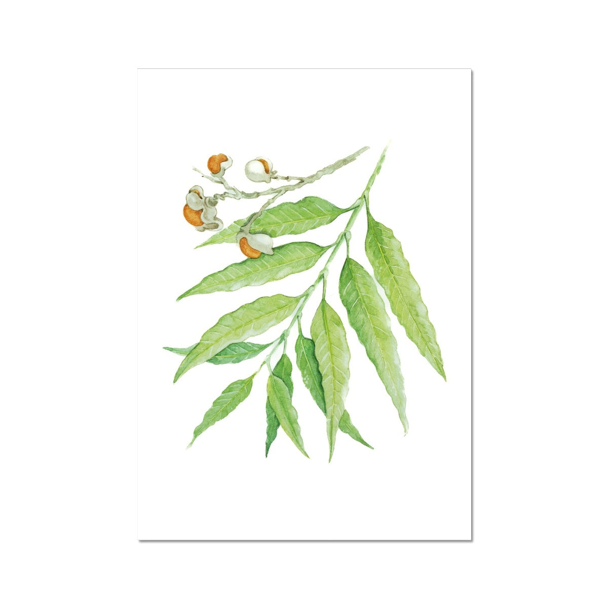 Corduroy Tamarind - Arytera Lautereriana Fine Art Print