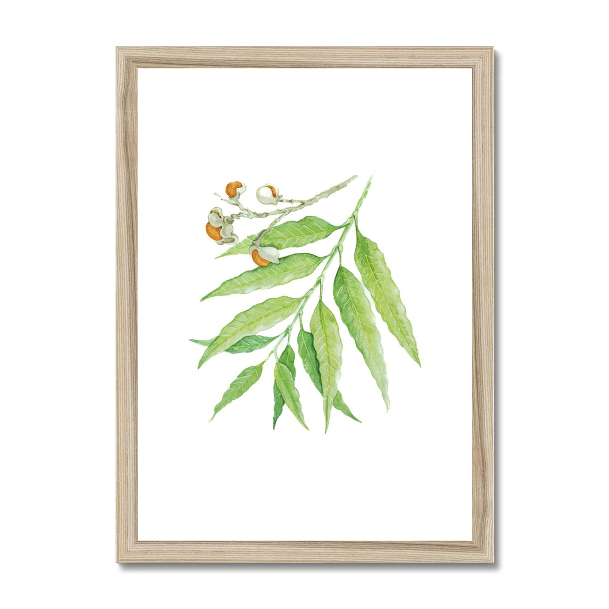 Corduroy Tamarind - Arytera Lautereriana Framed & Mounted Print