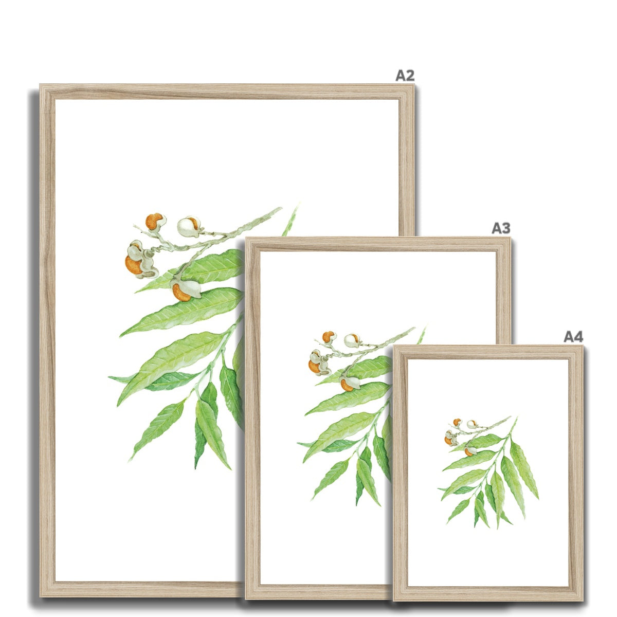 Corduroy Tamarind - Arytera Lautereriana Framed & Mounted Print