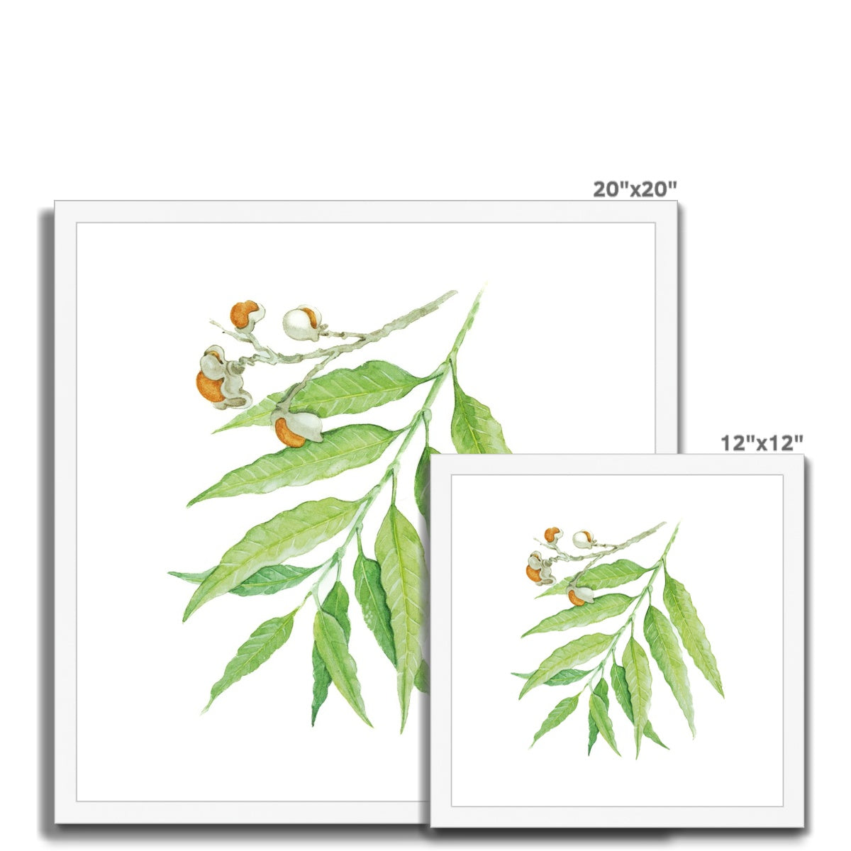 Corduroy Tamarind - Arytera Lautereriana Framed & Mounted Print