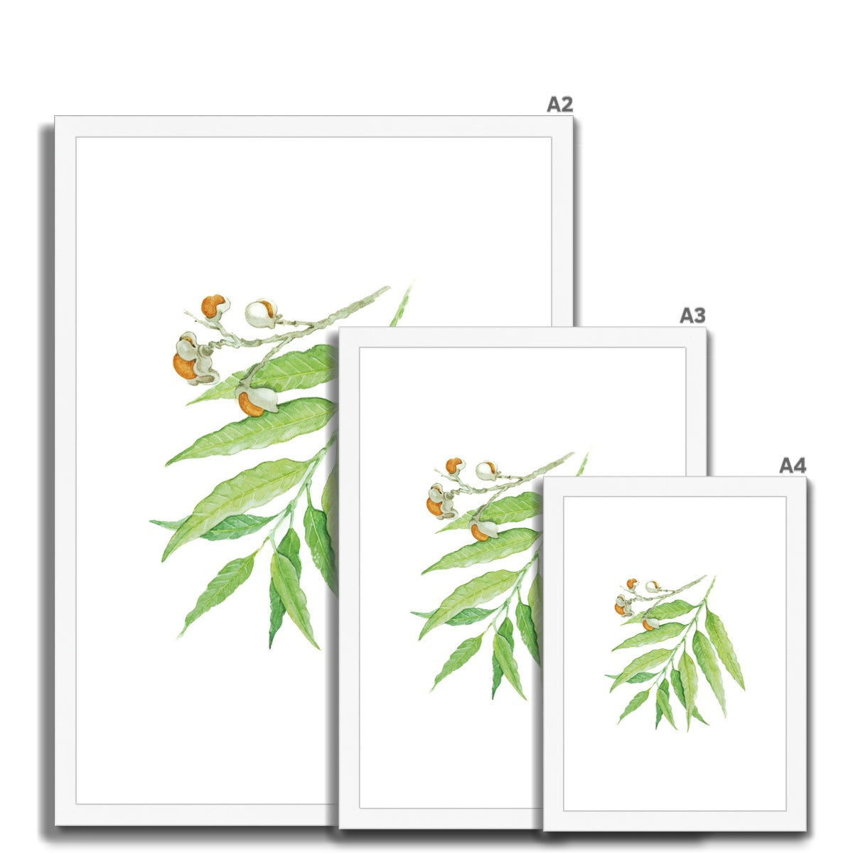 Corduroy Tamarind - Arytera Lautereriana Framed & Mounted Print