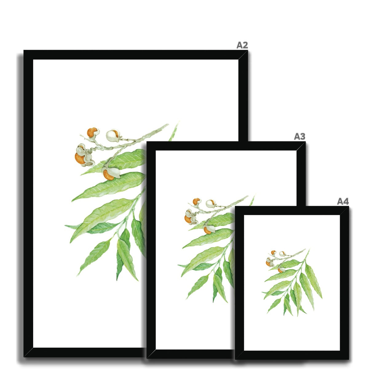 Corduroy Tamarind - Arytera Lautereriana Framed & Mounted Print