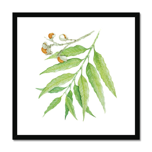 Corduroy Tamarind - Arytera Lautereriana Framed & Mounted Print