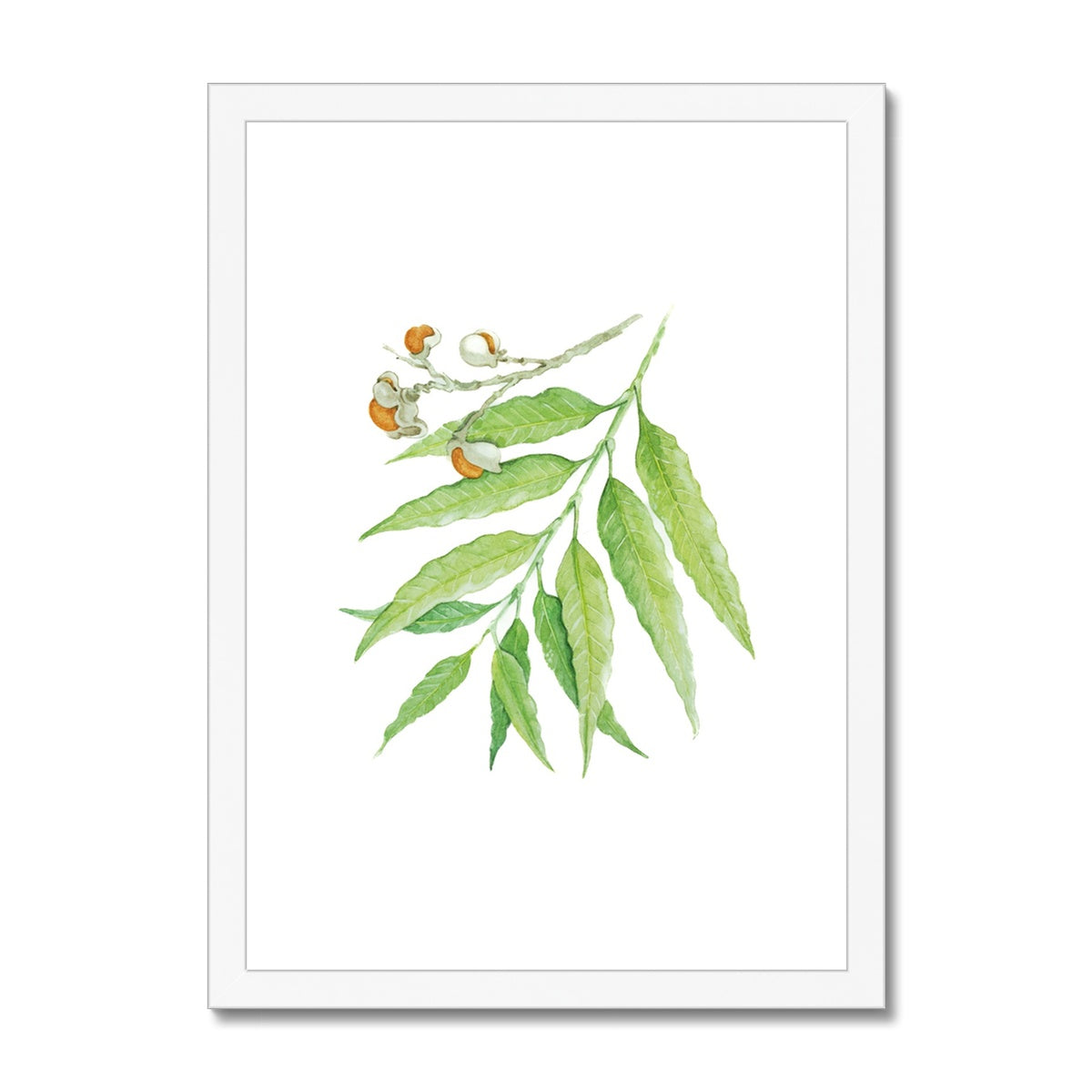 Corduroy Tamarind - Arytera Lautereriana Framed & Mounted Print