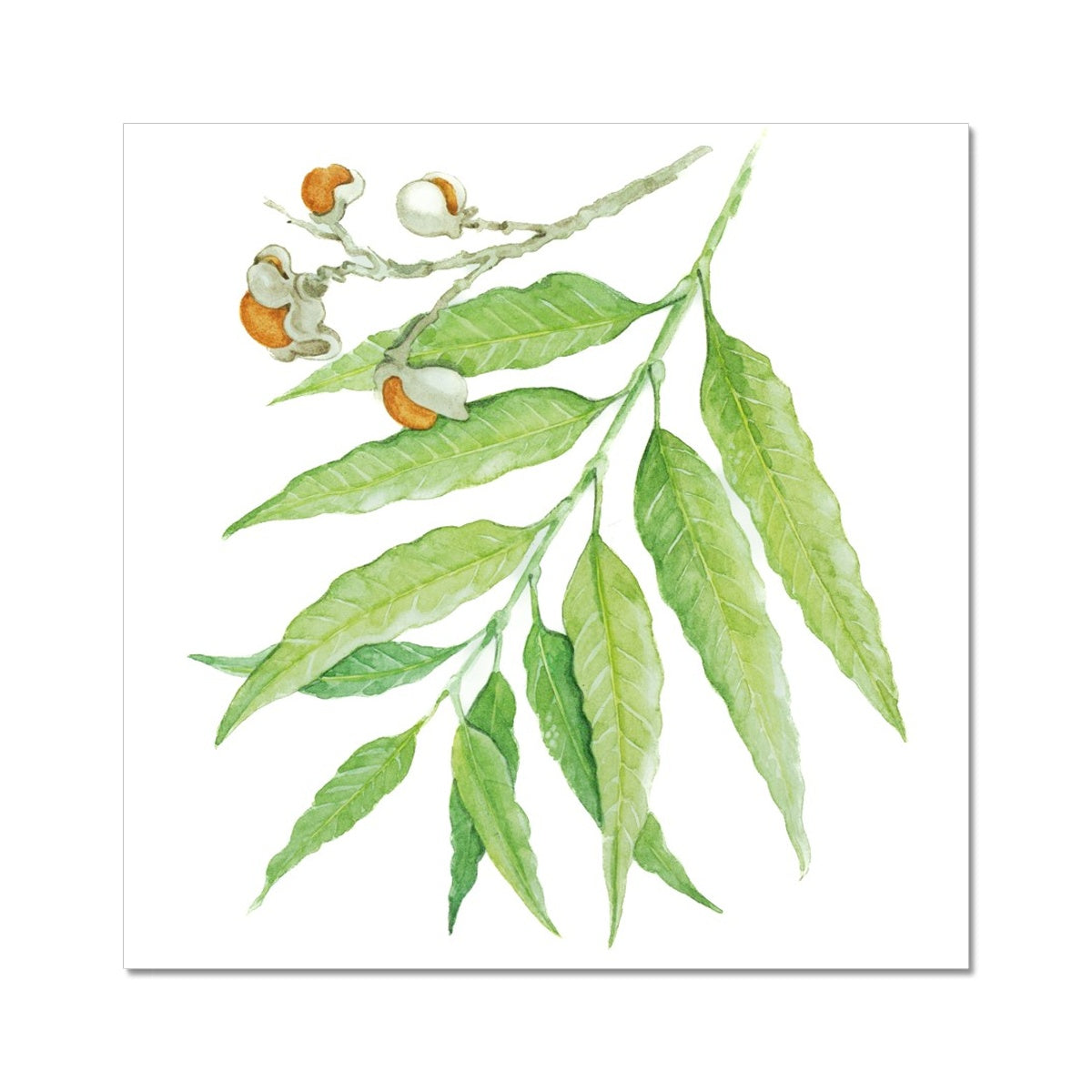 Corduroy Tamarind - Arytera Lautereriana Fine Art Print