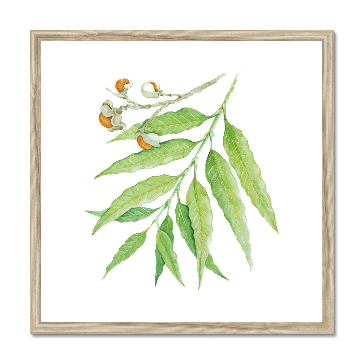 Corduroy Tamarind - Arytera Lautereriana Framed & Mounted Print