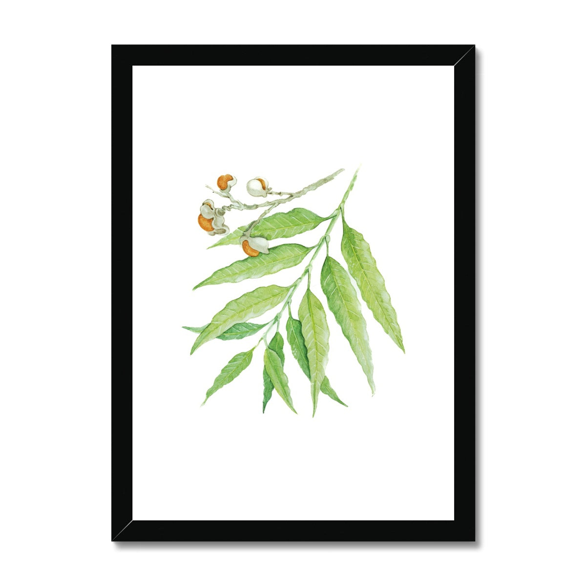 Corduroy Tamarind - Arytera Lautereriana Framed & Mounted Print