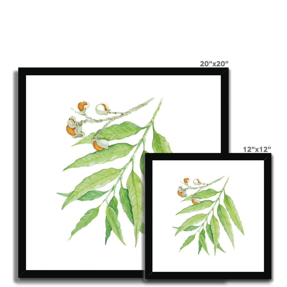 Corduroy Tamarind - Arytera Lautereriana Framed & Mounted Print