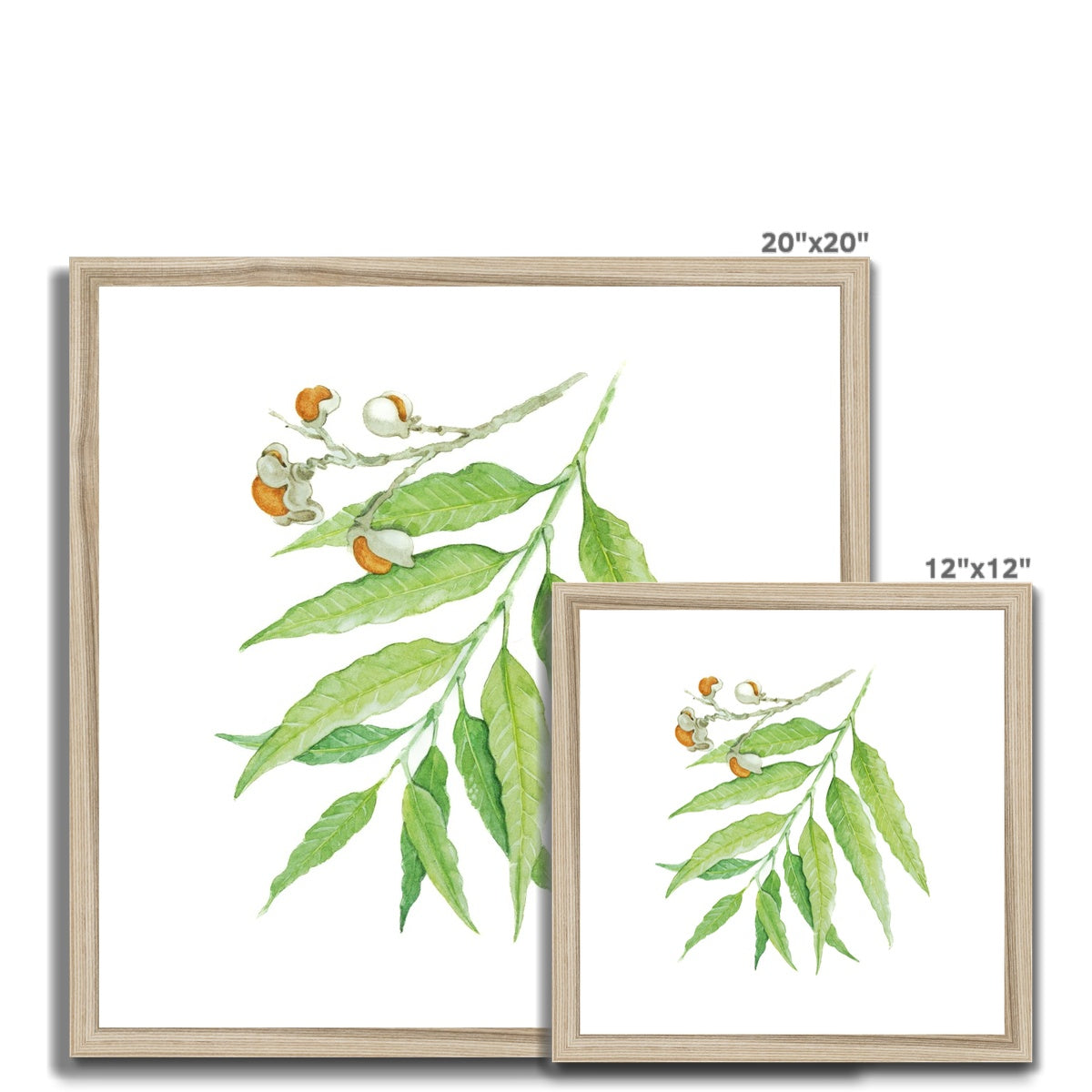 Corduroy Tamarind - Arytera Lautereriana Framed & Mounted Print